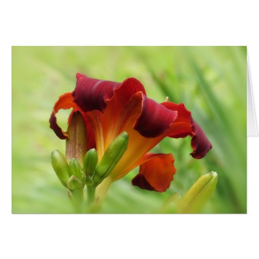 Lily Back - Daylily Cards (Front Horizontal)