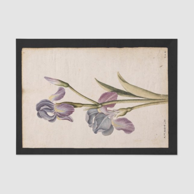 Lily by Jacques de Morgues Tissue Paper (Front)