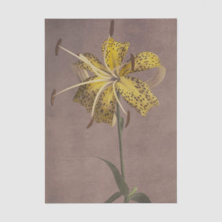 Lily by Ogawa Kazumasa Tissue Paper
