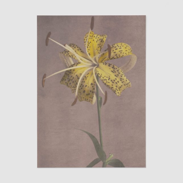 Lily by Ogawa Kazumasa  Tissue Paper (Front)