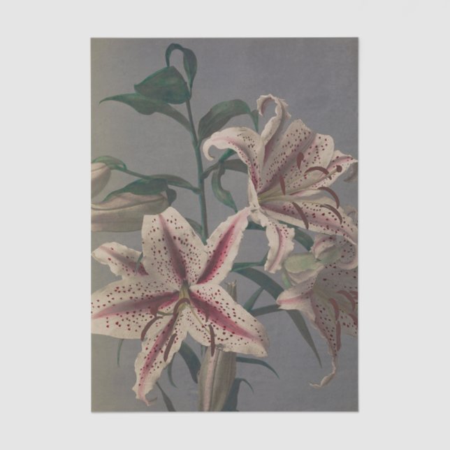 Lily by Ogawa Kazumasa Tissue Paper (Front)