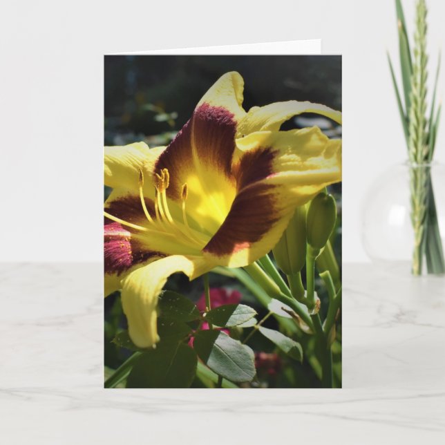 Lily, card (Front)