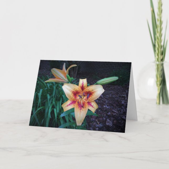 Lily, card (Front)