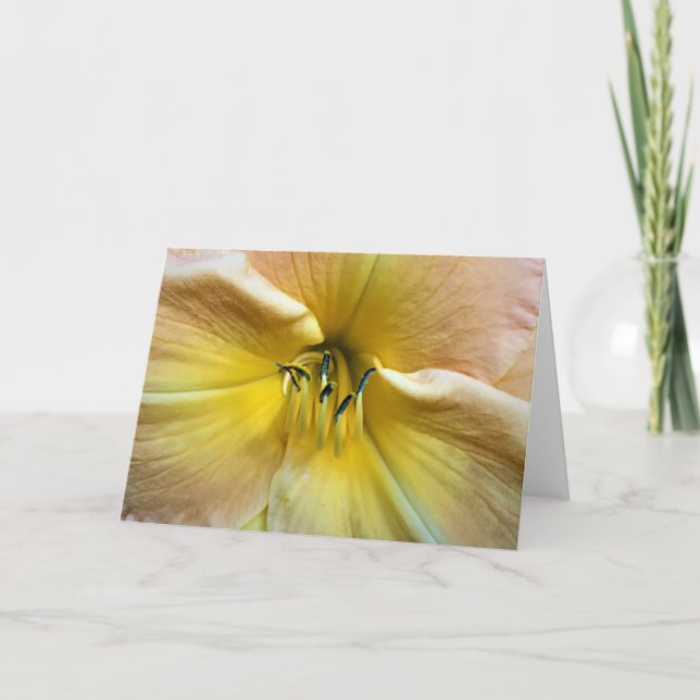 Lily, card (Front)
