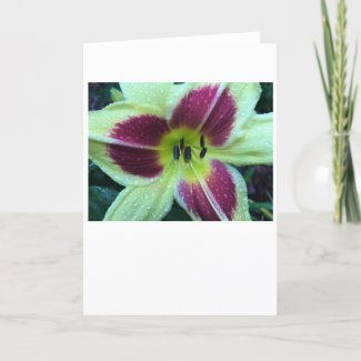 Lily, card