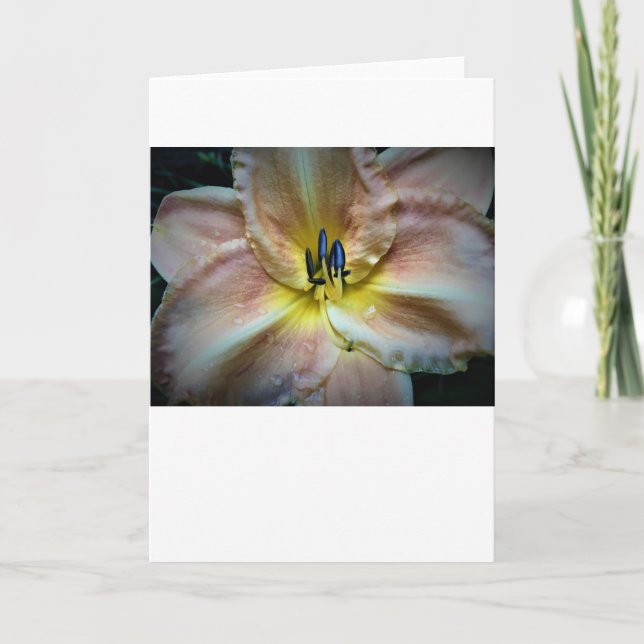 Lily, card (Front)