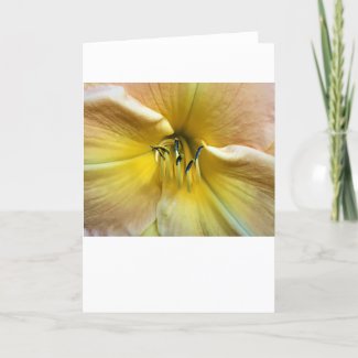 Lily, card