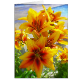 Lily Cards