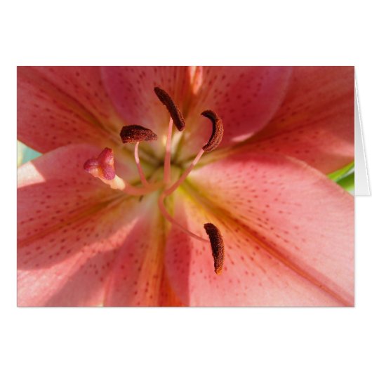 Lily Cards (Front Horizontal)