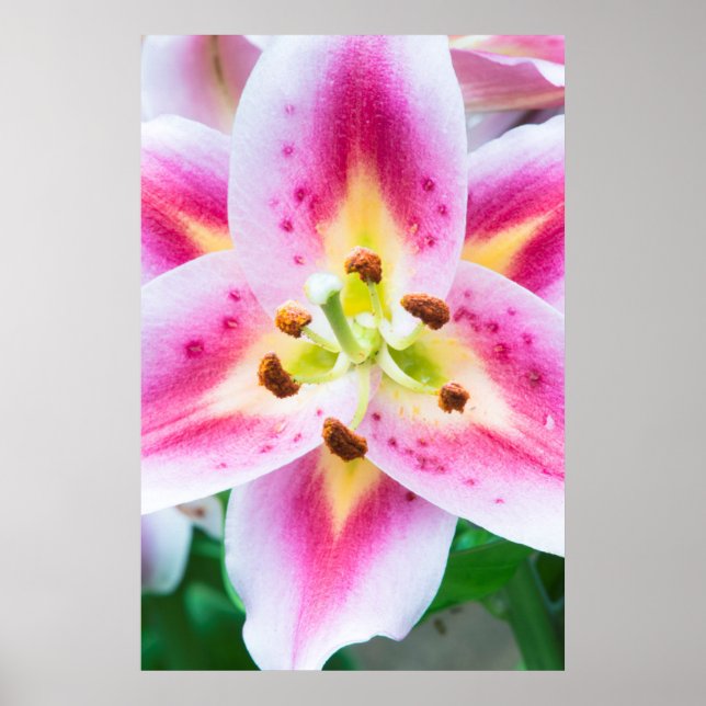 Lily Close-up Poster (Front)