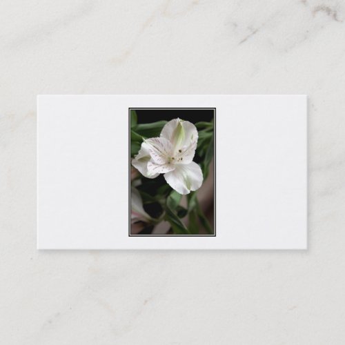 Lily Flower. Business Card Template