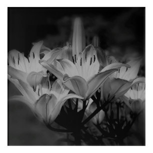 Lily Flowers In Black And White   Acrylic Print