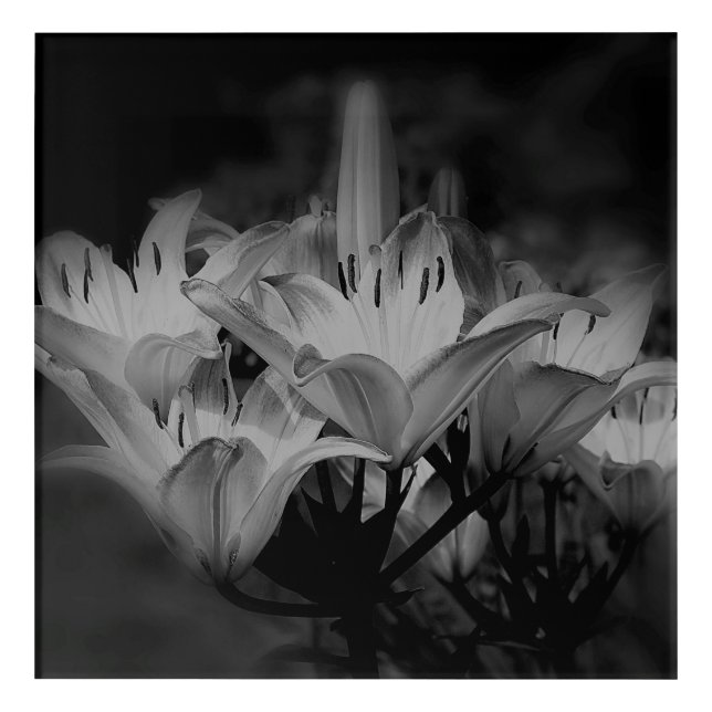 Lily Flowers In Black And White   Acrylic Print (Front)