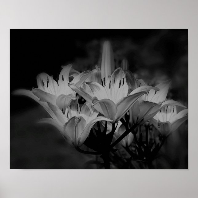 Lily Flowers In Black And White Poster (Front)