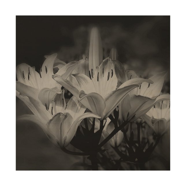 Lily Flowers In Black And White    Wood Wall Art (Front)