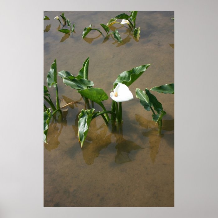 Lily growing at Calla Lily Plantation, Taiwan Poster