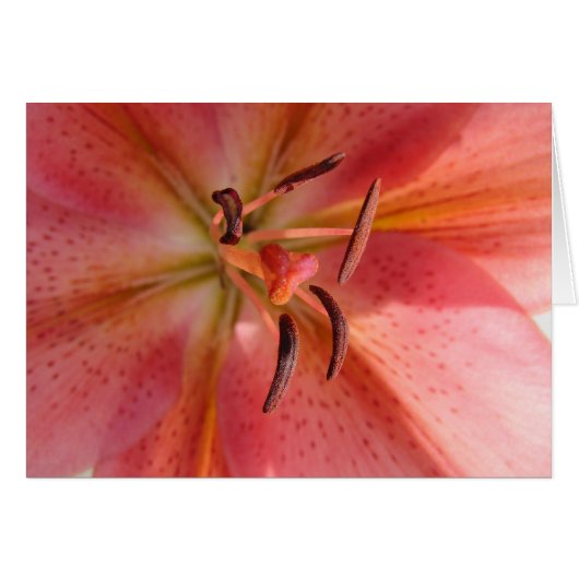 Lily Macro Flower Photo Cards (Front Horizontal)