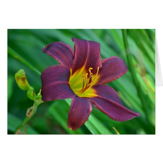 Lily Notecard (Front Horizontal)