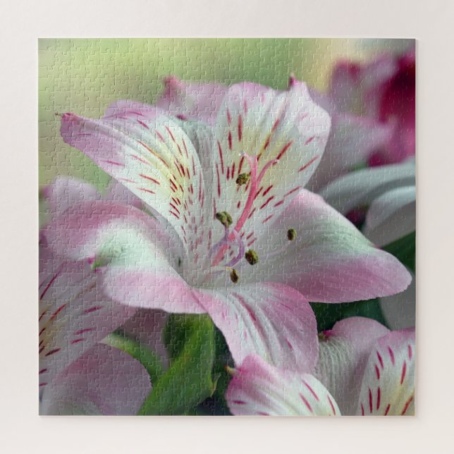 Lily of the Incas Jigsaw Puzzle (Vertical)