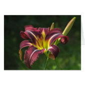 Lily of the night - Daylily (Front Horizontal)
