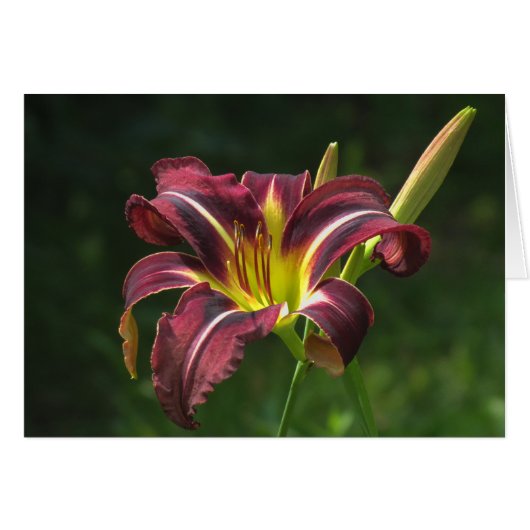 Lily of the night - Daylily Cards (Front Horizontal)