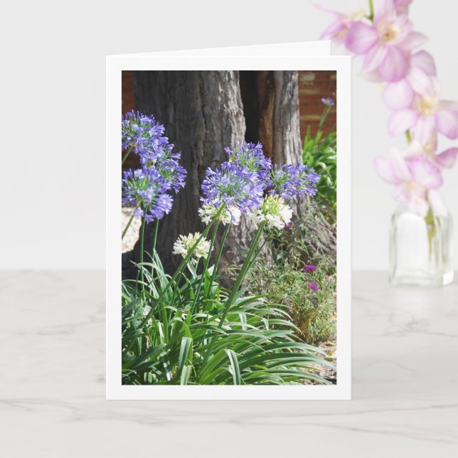 Lily of the Nile, African Lily Card (Orchid)