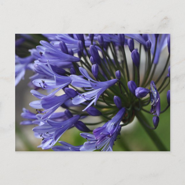 Lily of the Nile  (Agapanthus sp.) Postcard (Front)