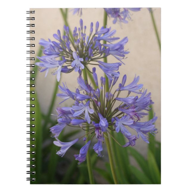 Lily Of The Nile Flowers Notebook (Front)