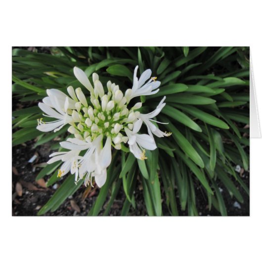 Lily of the Nile: Thinking of you Cards (Front Horizontal)