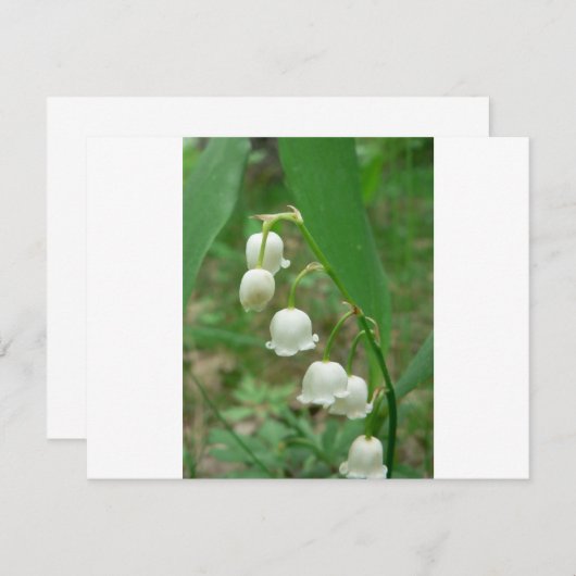 Lily-of-the-valley (Front/Back)
