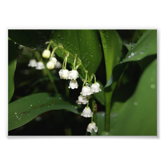 Lily of the Valley 5x7 Photographic Print (Front)