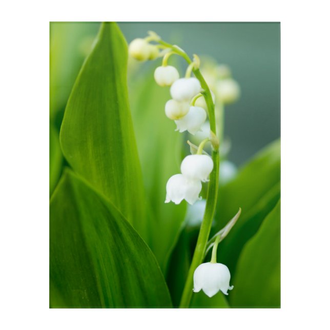 Lily of the Valley Acrylic Print (Front)