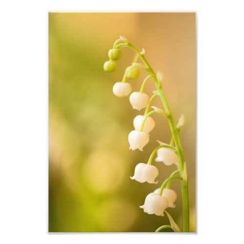 Lily of the Valley at Sunrise Photo Print