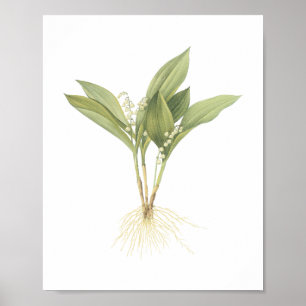 Lily-of-the-valley(Convallaria majalis) by Redouté Poster