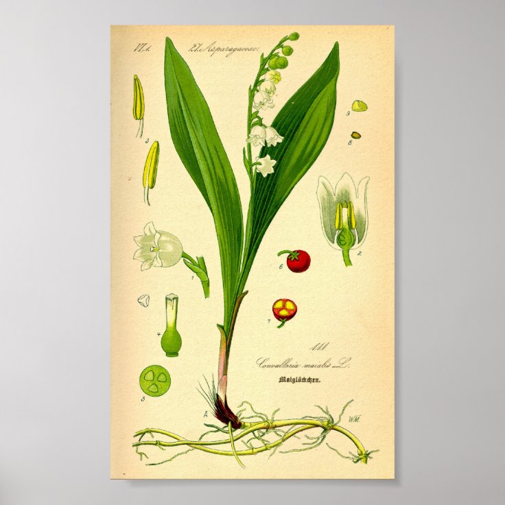 Lily of the Valley (Convallaria majalis) Poster | Zazzle