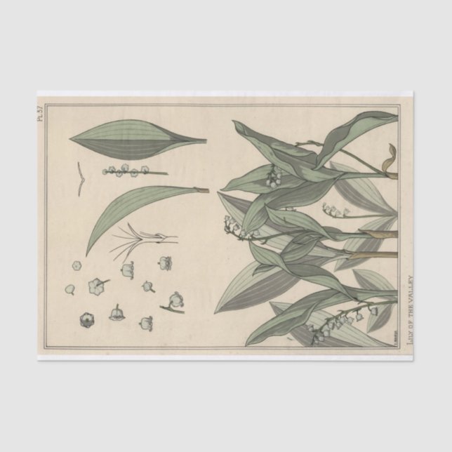 Lily of the Valley, Eugene Grasset's Botany Series Tissue Paper (Front)