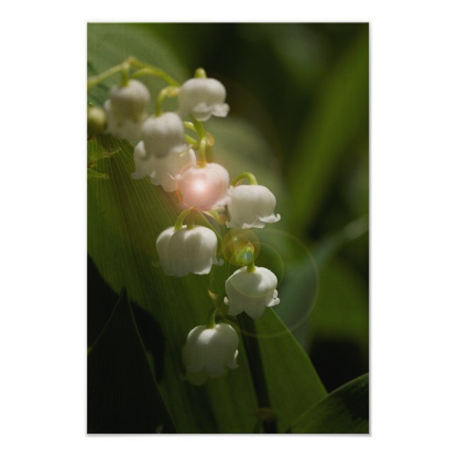 Lily Of The Valley Floral Photo Print (Front)