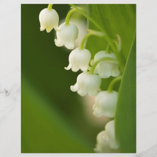 Lily of the Valley Flower (Front)