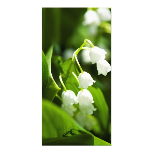 Lily of the valley flower card (Front)
