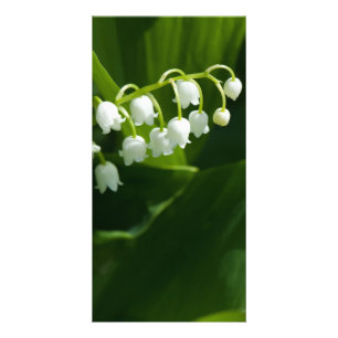 Lily of the valley flower card