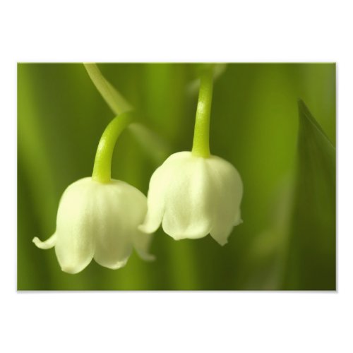 Lily of the Valley Flower Duo Photo Print