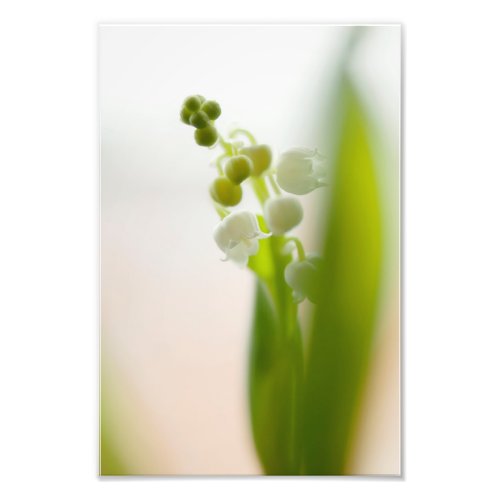 Lily of the Valley Flower Photo Print