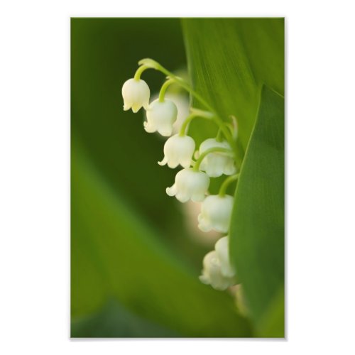 Lily of the Valley Flowers Photo Print