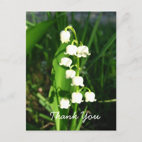 Lily Of The Valley Flowers Postcard