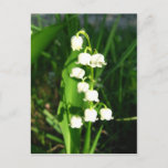 Lily Of The Valley Flowers Postcard at Zazzle