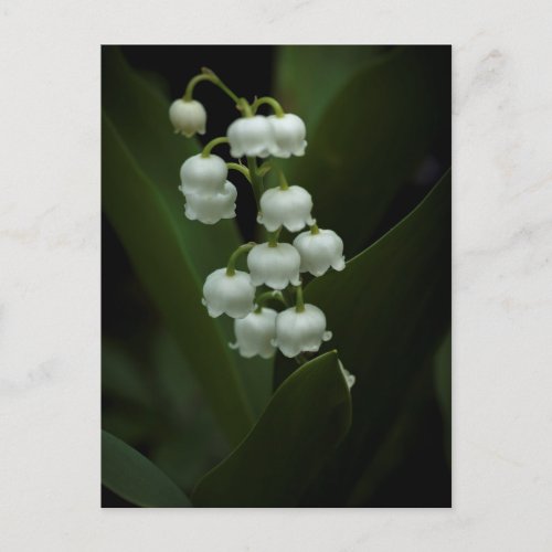 Lily of the Valley Invitation Postcard