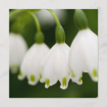 Lily of the Valley Invitations