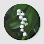 Lily of the Valley magnet<br><div class="desc">Lily of the Valley photo magnet</div>