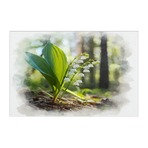 Lily of the valley National Flower Finland Acrylic Print