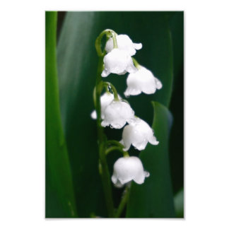 Lily of the Valley Photo Print